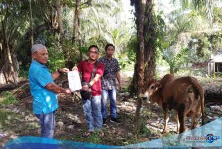 PT Padasa Enam Utama Kaliantan Satu Serahkan 3 Ekor Qurban